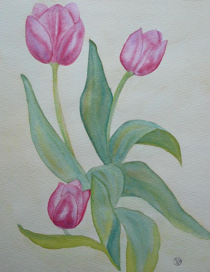 Drei Tulpen