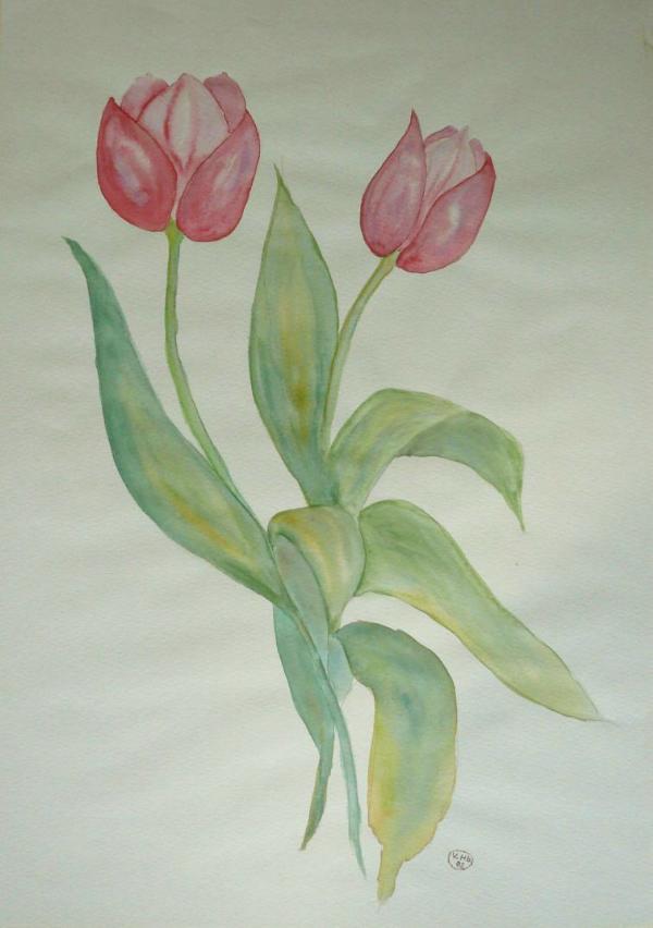 Zwei Tulpen